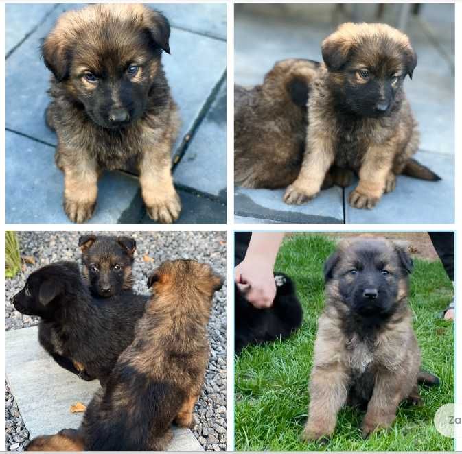 Szczeniaki do oddania w dobre ręce