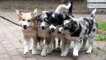 Border Collie pies, szczeniak 13 tyg, red merle