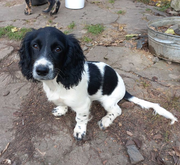 Цуценя РМС російський мисливський спаніель руський спанієль 4 м БУЛЬКА