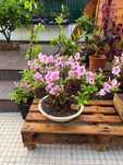 venda de bonsai azalea japonesa