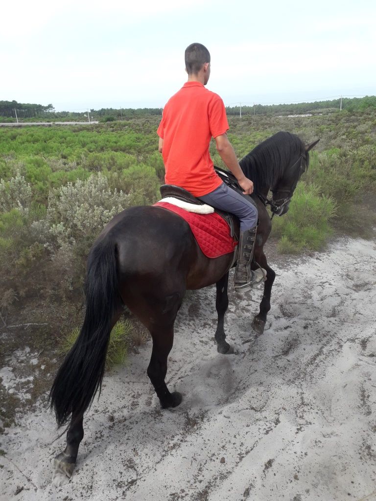 Vendo ou troco cavalo preto e égua castanha