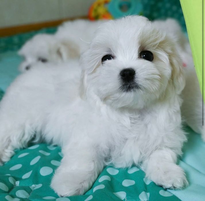 Maltańczyk bez zacieków dziewczynka