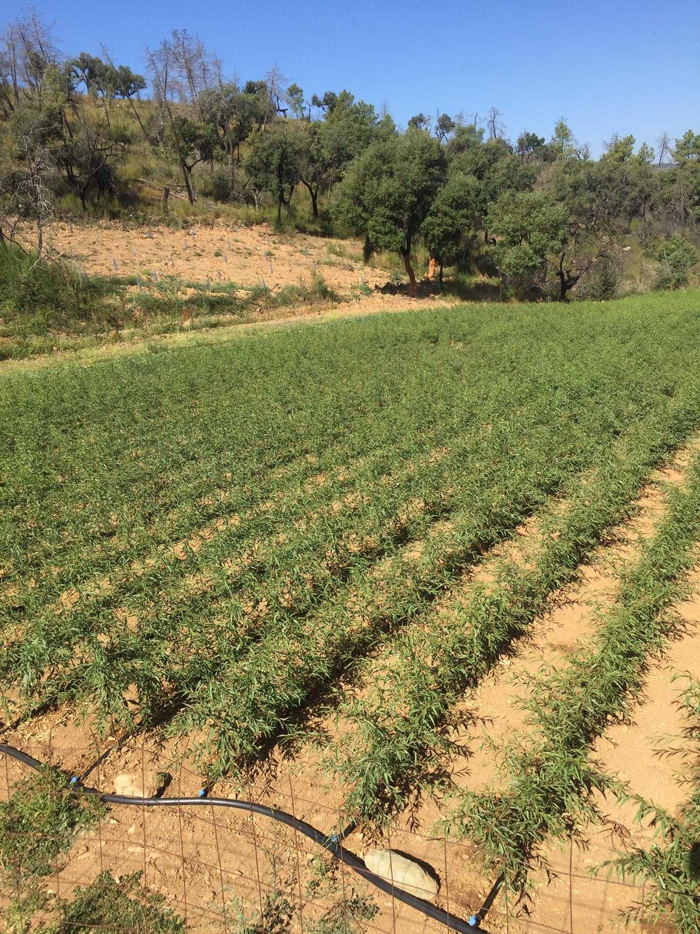 Amendoeiras/oliveiras de viveiro