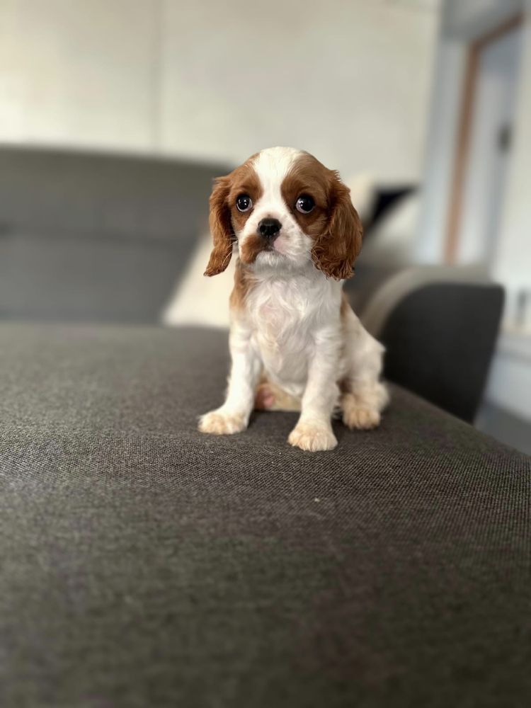 Cudowna suczka rasy cavalier