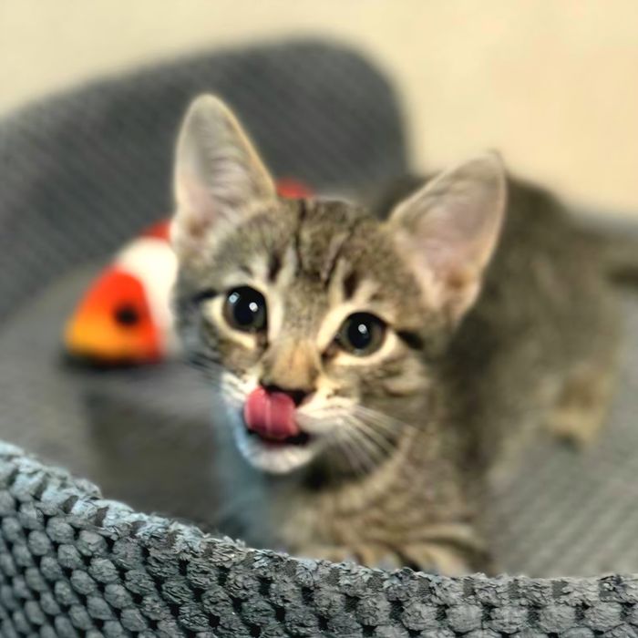 Котя, милый мальчик ждет своего человека