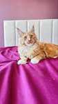 Kocurek Maine Coon gotowy do odbioru