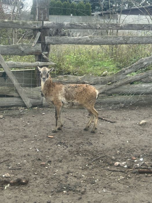 Muflon muflonica owca