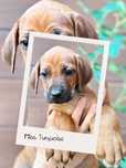 Bibi Suczka Rhodesian Ridgeback/ ZKwP FCI/Badania /champion