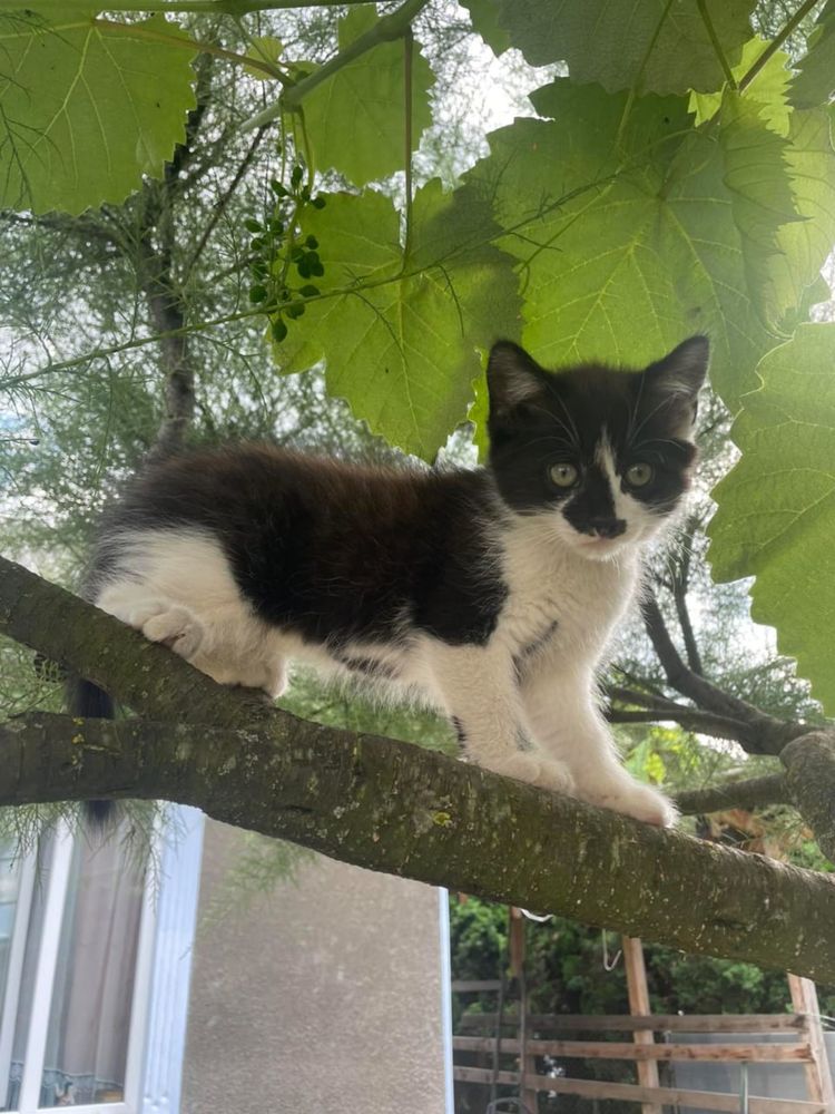 Кошенята в добрі руки