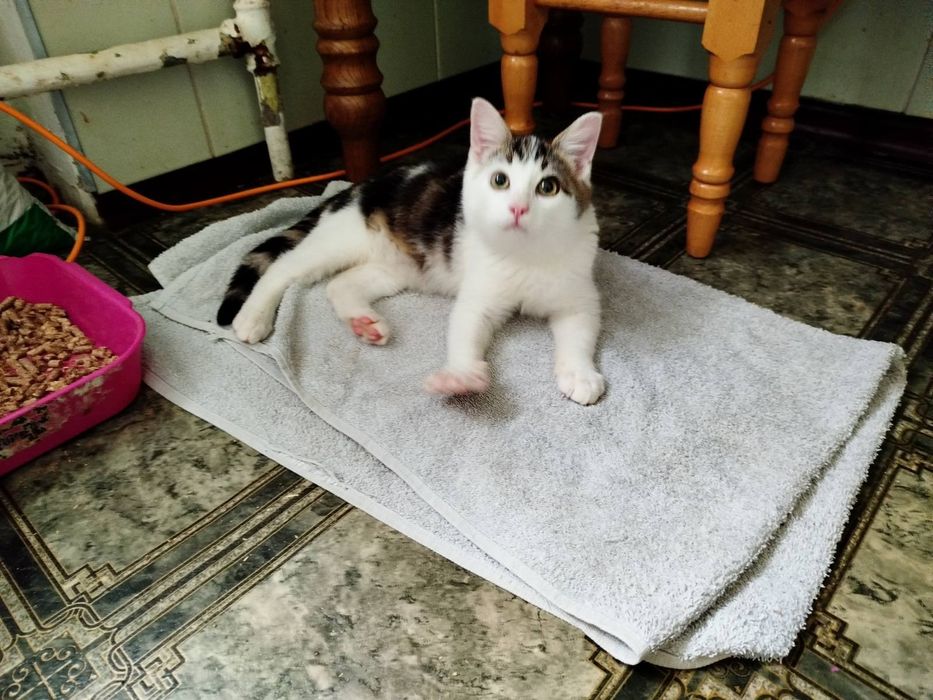 Отдаётся котёнок в хорошие руки