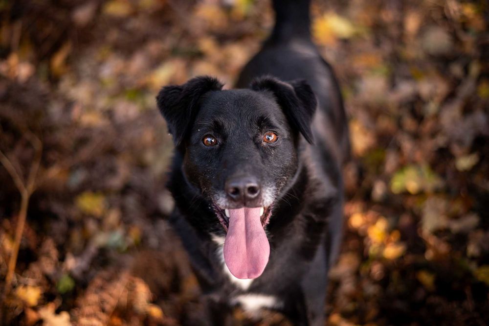 Zulus - czarny, elegancki psiak, z  błyszczącą sierścią - do adopcji.