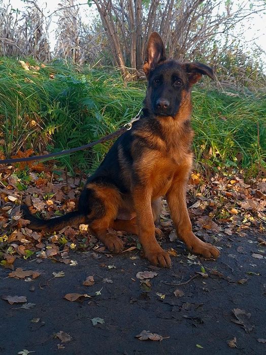 Owczarek niemiecki krótkowłosy (ZKwP)