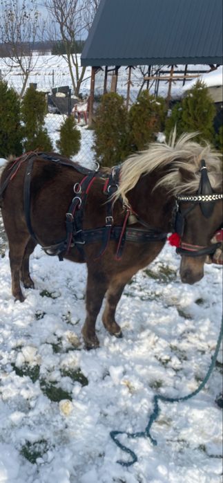 Kuc Koń klacz kuca sprzedam/zamienie