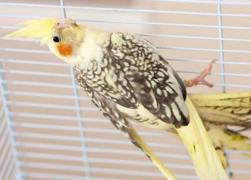 Корелла Німфа папуга яскравого кольору