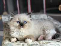 Kocurek Sonik Ragdoll