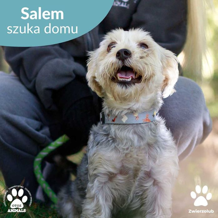 Piesek Salem w typie rasy maltańczyk do adopcji!