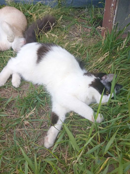 Молодой котик стерилиз, бело - чёрный пушистый в добрые руки