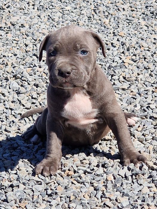 American  Staffordshire terrier (Amstaff)