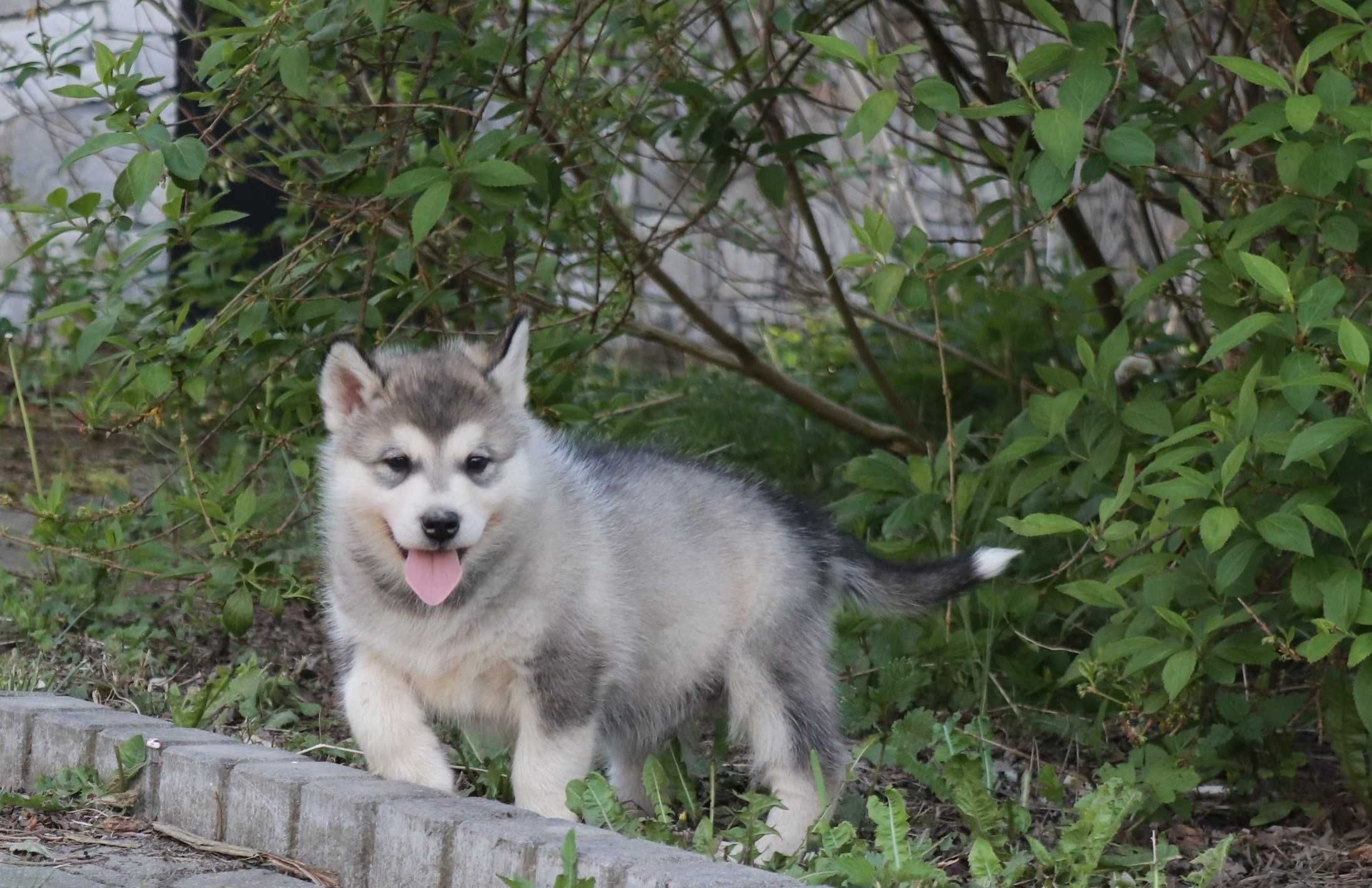 Alaskan Malamute Piesek Misza