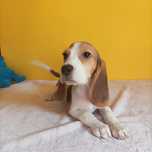 Suczka Beagle tricolor