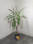 Kwiat juka z doniczką 120 cm wysoki