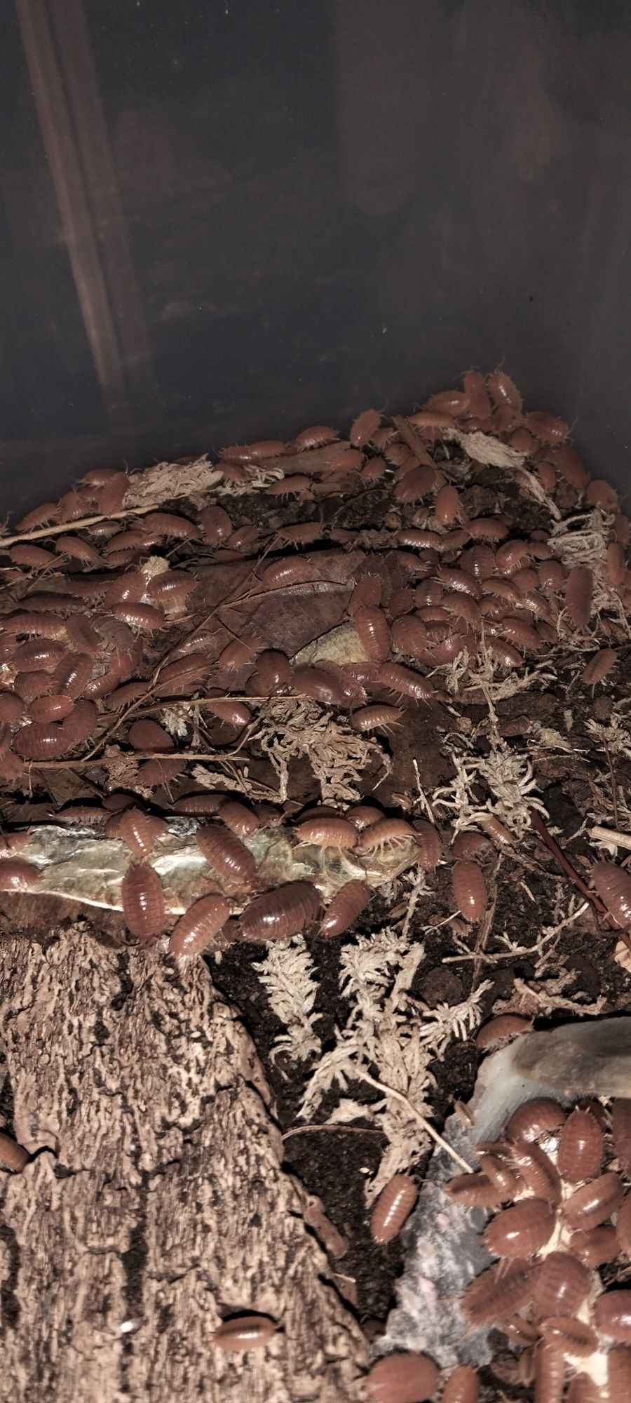 Isopods Porcelio Laevies Orange + 100 exemplares para dar