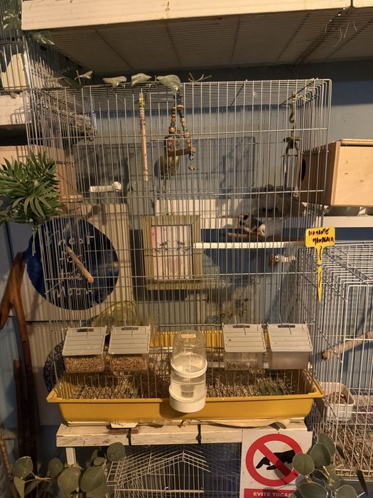 Gaiolas passaros ideal Para criacao