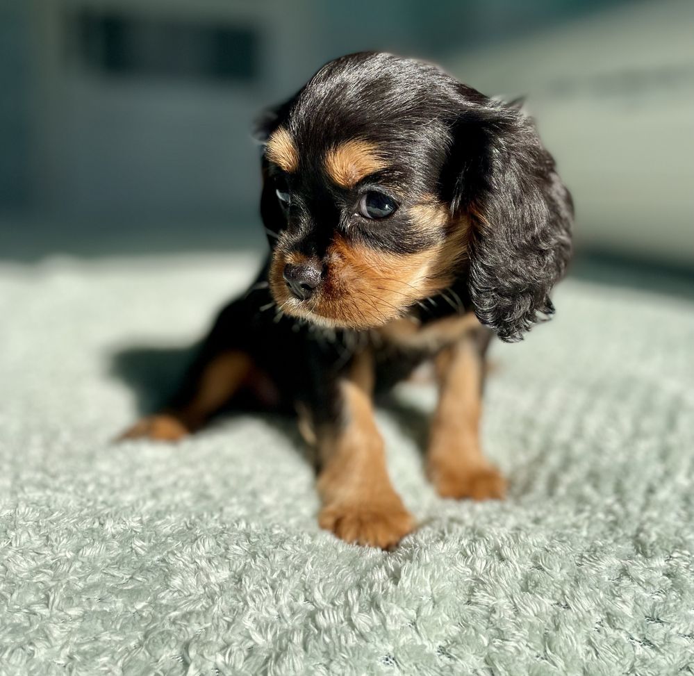 Cavalier king charles spaniel