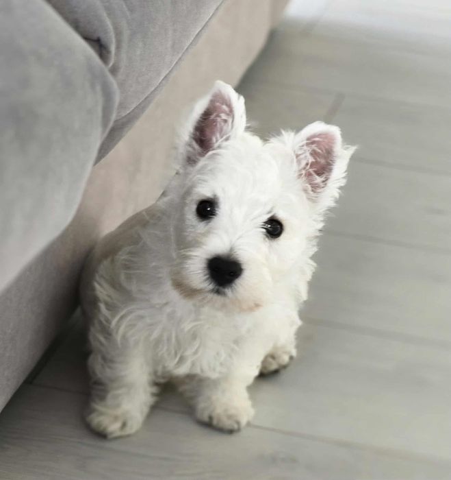West highland white terrier Piekny chłopiec FCI