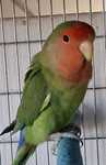 Casal roseicollis longfeather verdes 2025