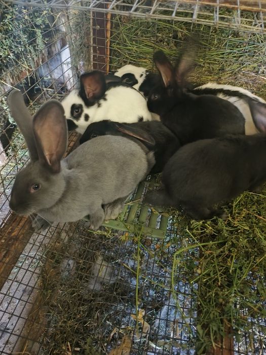 Продам кролики німецький строкач велетень.