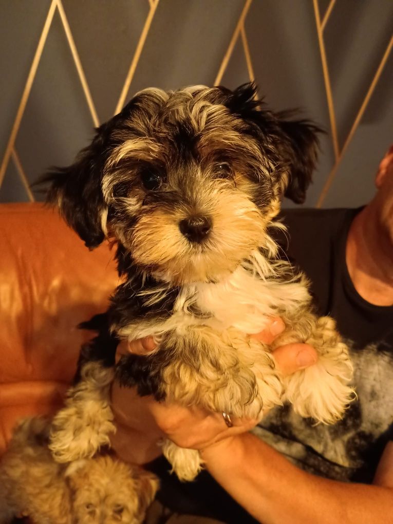 Morkie, Morkshire piesek