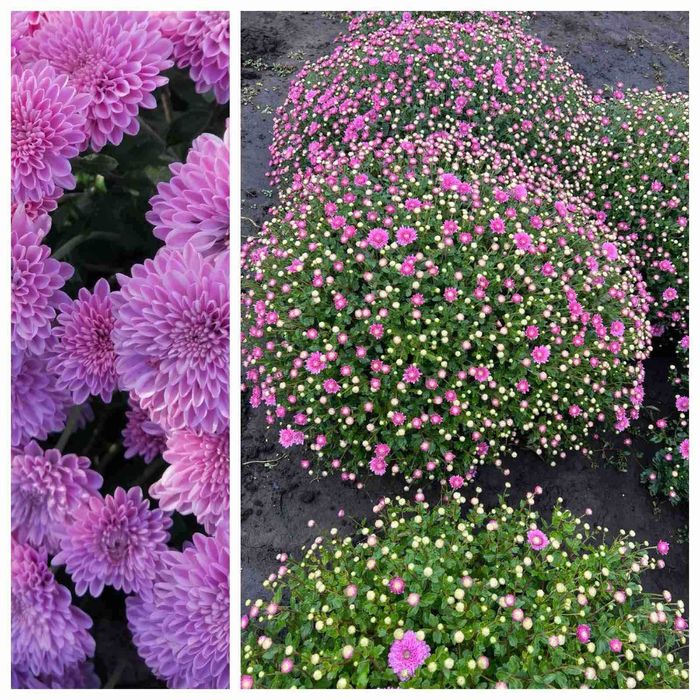 Хризантема мультифлора