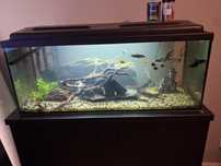 Akwarium 180L aquael