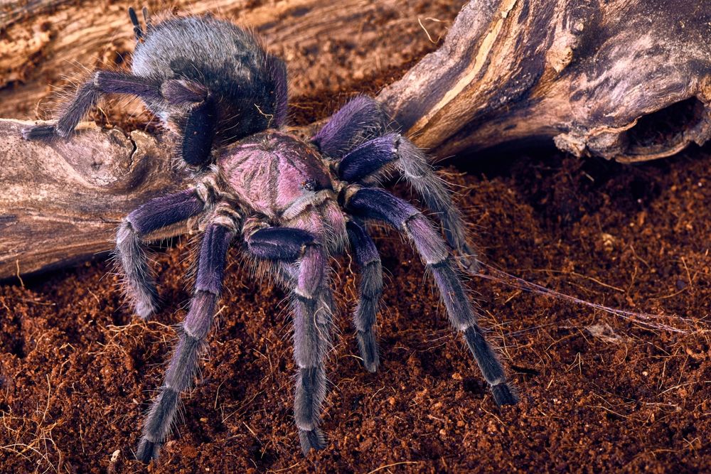 Phormictopus sp. Dominican purple L2/3 ptasznik pająk