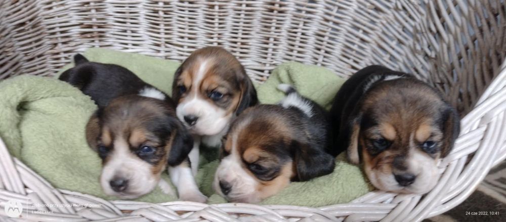 Beagle zapowiedz miotu