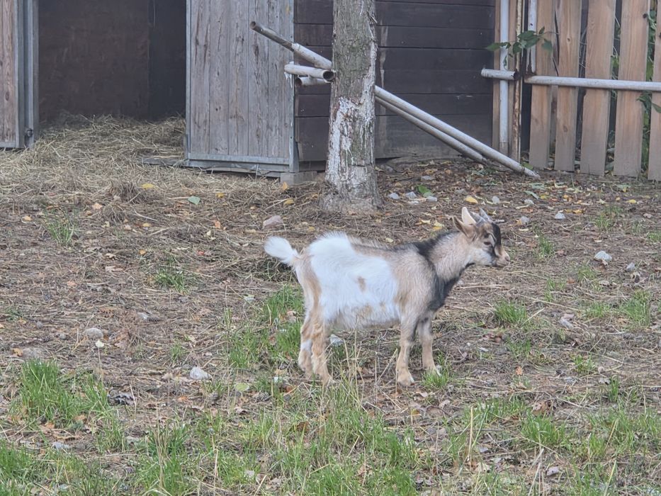 Sprzedam koziołka miniaturkę