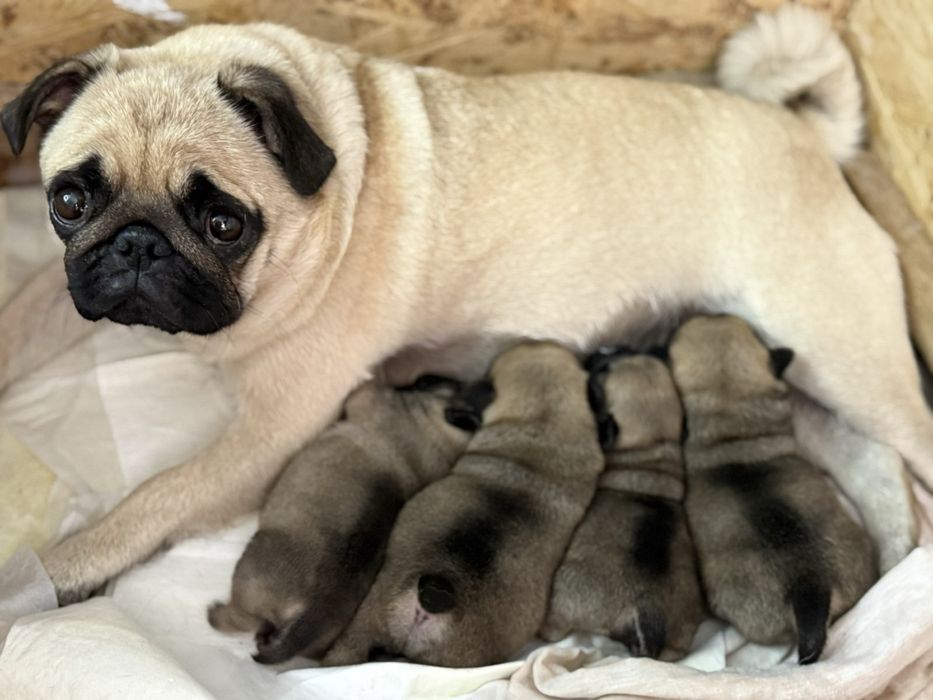 Мопси - цуценята.  Договірна ціна