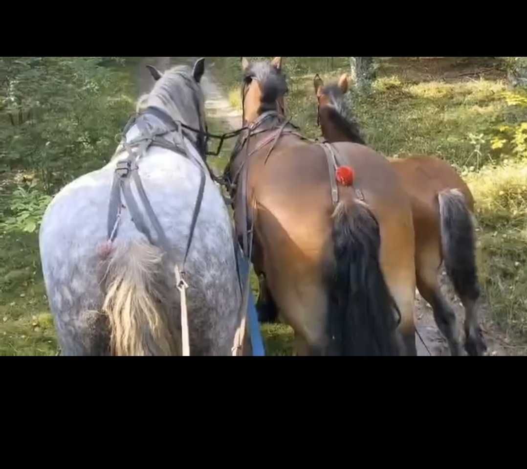 Klacz siwa zimnokrwista