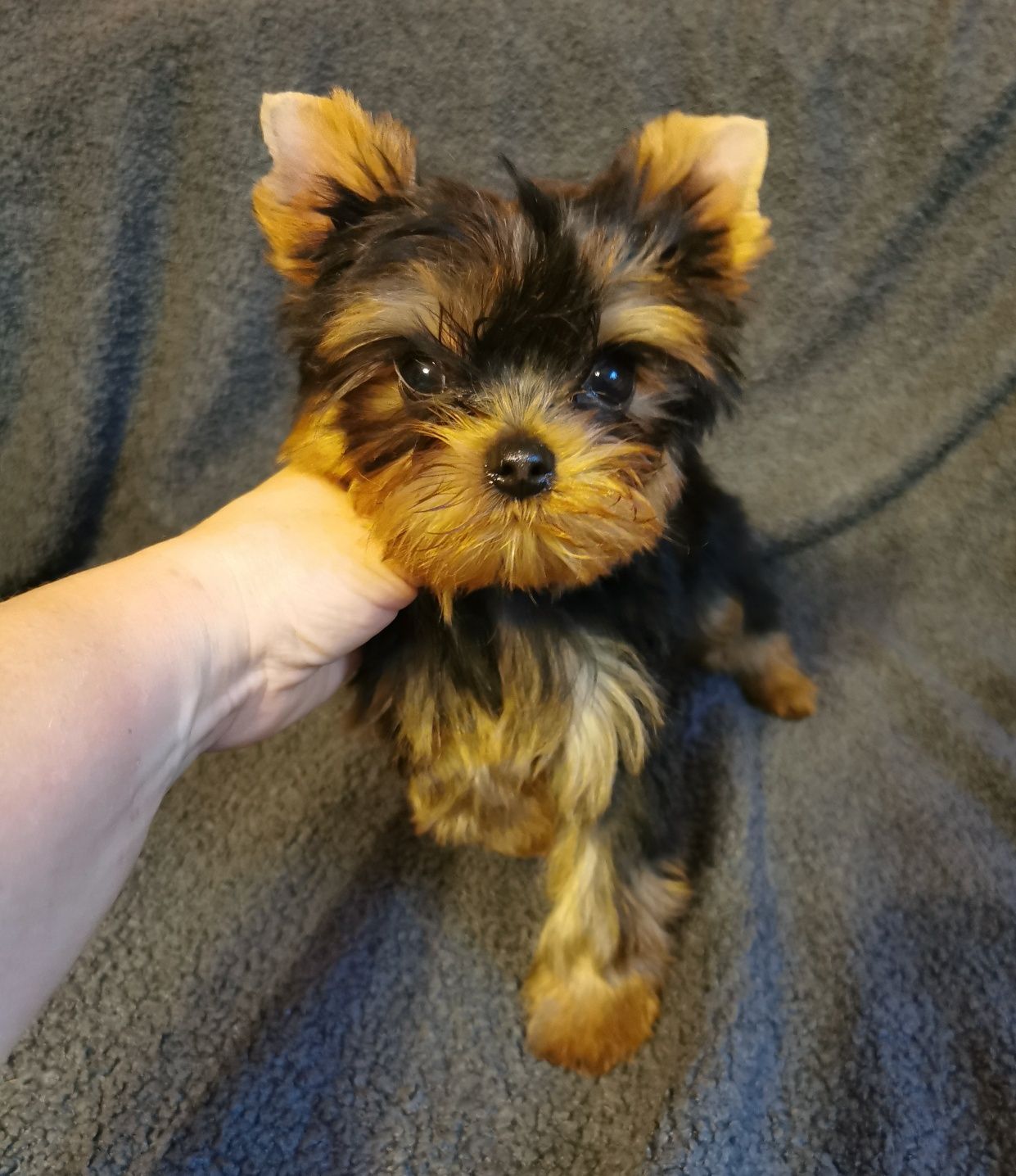 Śliczny szczeniak rasy yorkshire terrier
