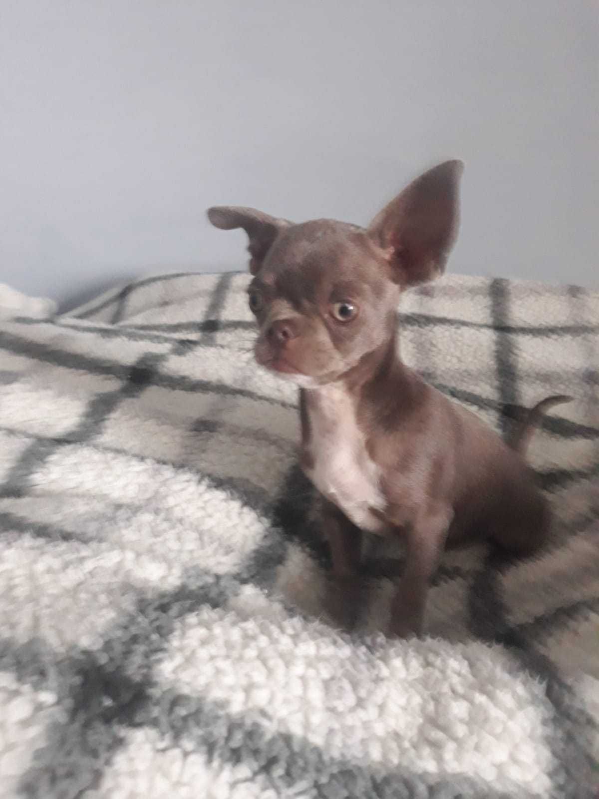 Chihuahua liliowy
