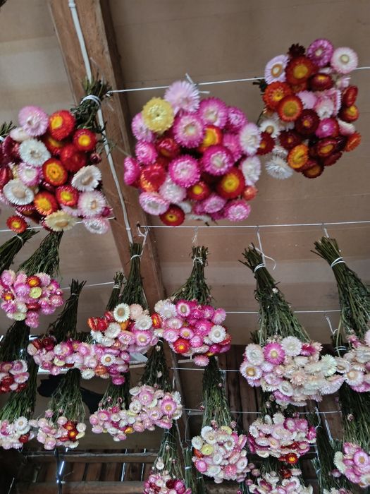 Suszone bukiety kocanki