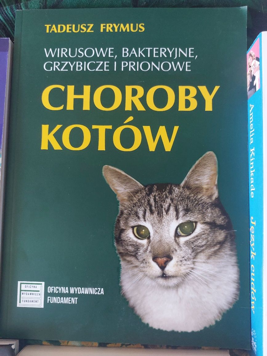6 razy koty! Nowe, idealne!
