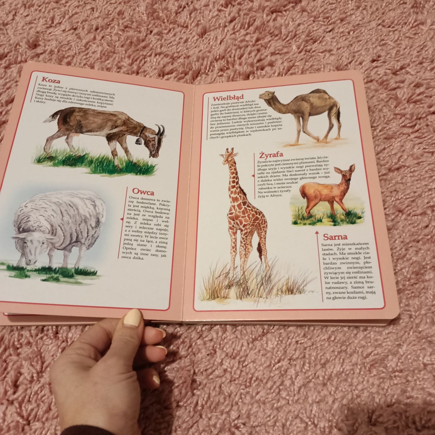 Książka,, atlas zwierząt dla dzieci,,