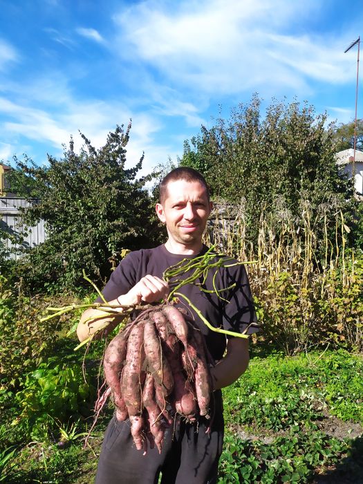 "Продам  клубни батата !  батат Киев"