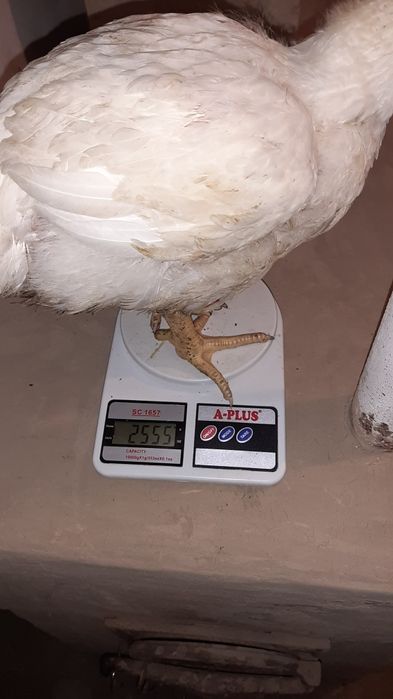 Підрощені та добові курчата бройлера