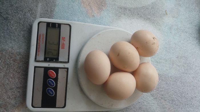 Міні м'ясна палева інкубаційне яйце