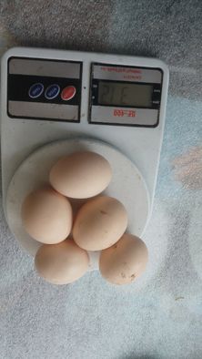 Міні м'ясна палева інкубаційне яйце