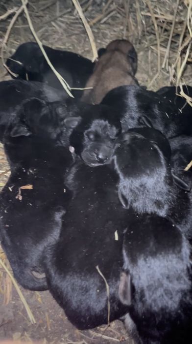 Цуценята 2 тижні рижий та пару чорних хлопчики