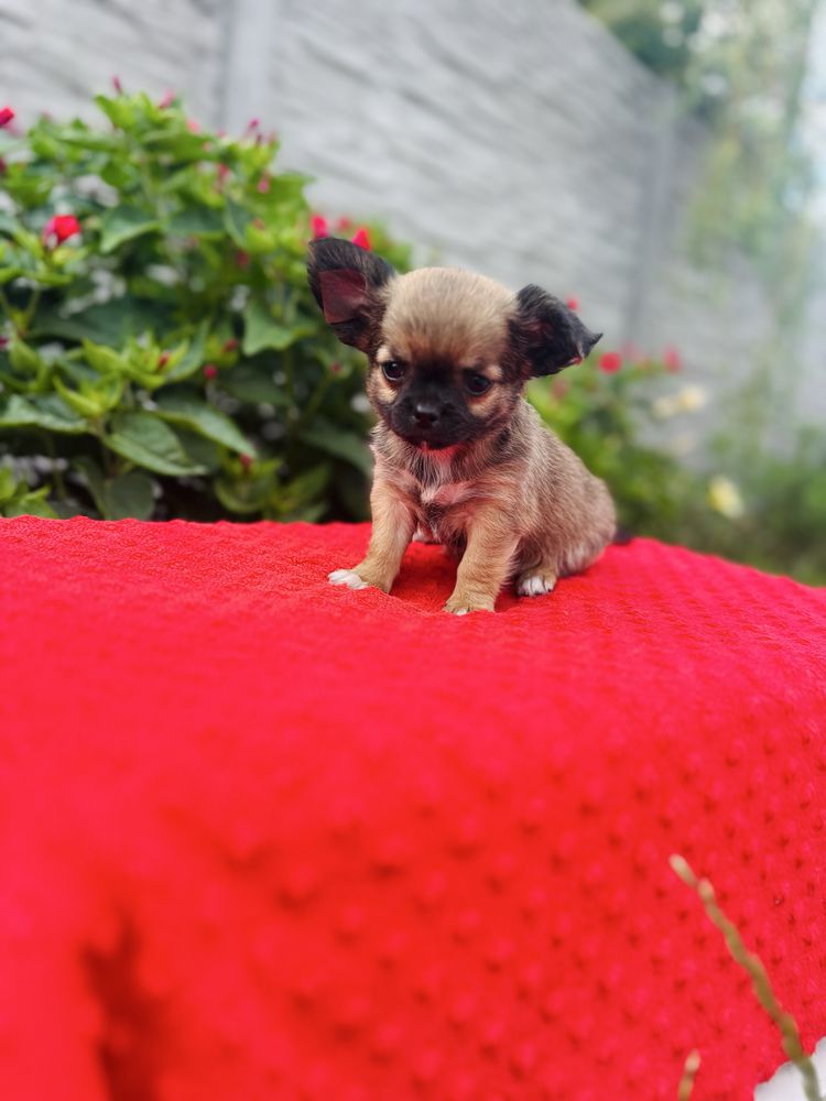 Piesek chihuahua dlugowlosa z metryka FCI ZKwP